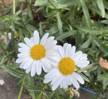 La teoria de les dos taronges